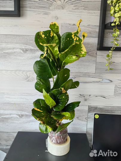 Кодиеум кротон