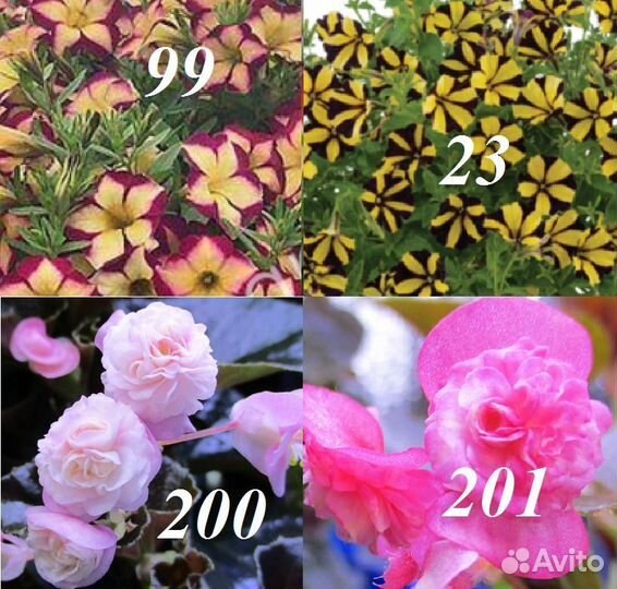 Цветы уличные как и комнатные