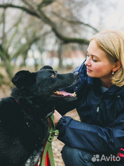 Собаки из приюта