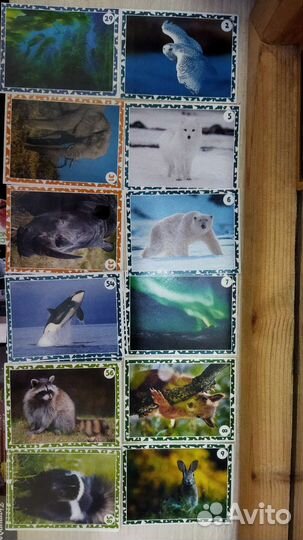 Наклейки Живая планета пуд