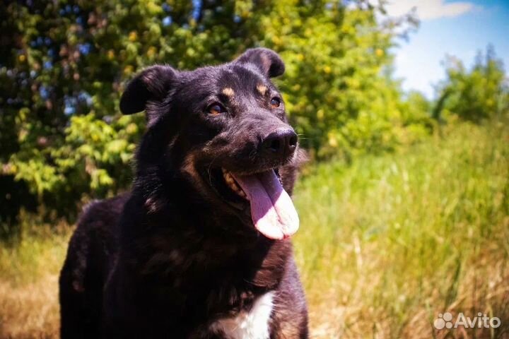 Спасите красотку из приюта