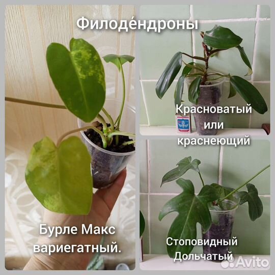 Комнатные цветы