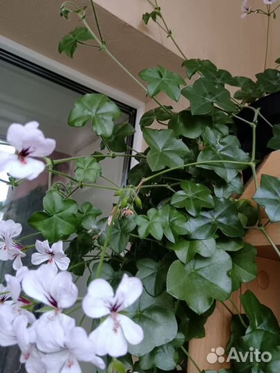 Пеларгония герань плющелистная белая