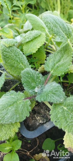 Рассада Мята, мелисса чабрец шалфей