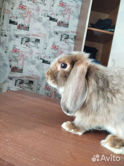 Карликовый вислоухий кролик