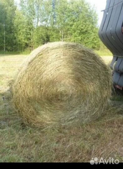 Продам сено в тюках по 300 кг