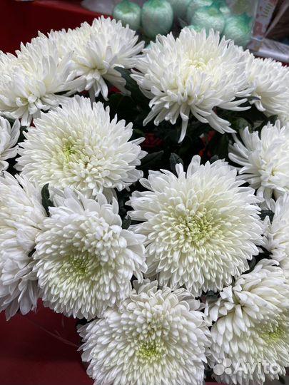 Хризантема