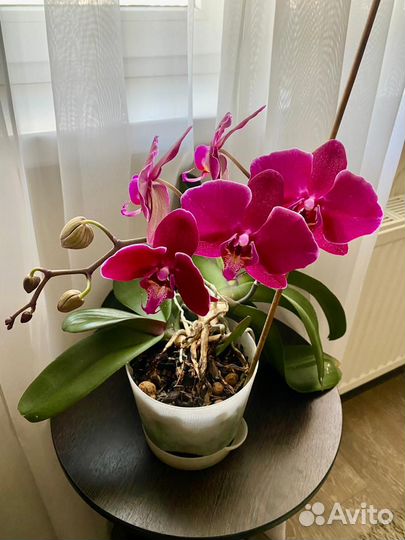 Орхидеи фаленопсис взрослые