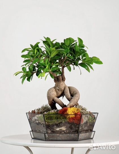 Дерево бонсай, флорариум