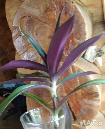 Традесканция рэо