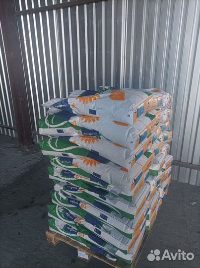 Семена гибридов рапс, подсолничник, кукуруза