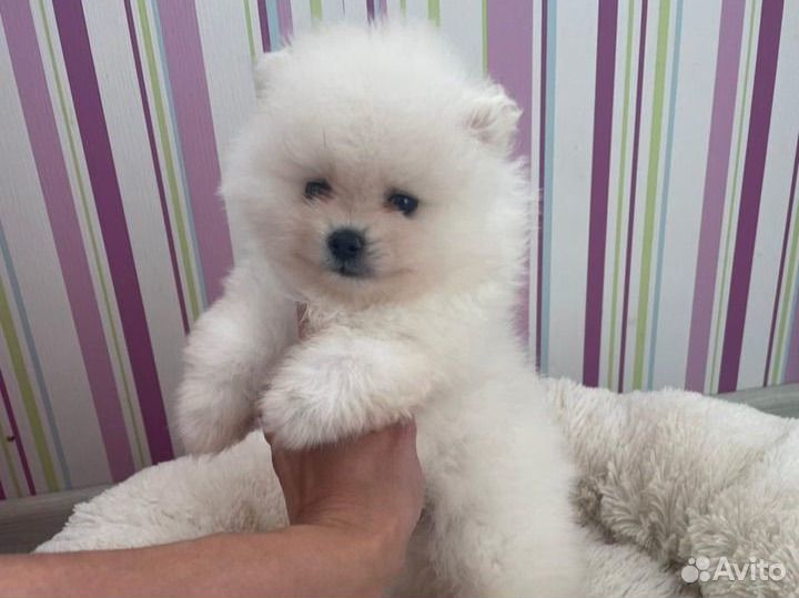 Кремовые медвежата