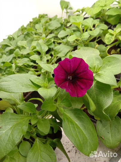 Рассада петунии