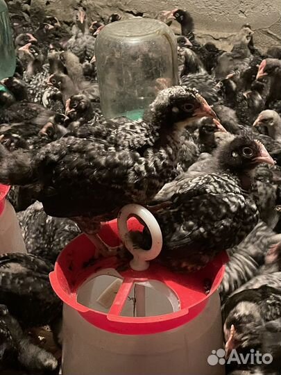 Цыплята чешский Доминант