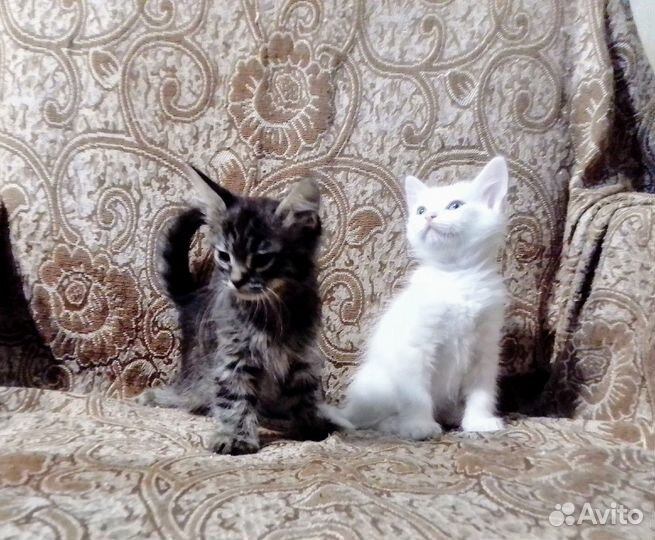 Котята отдаются в добрые руки