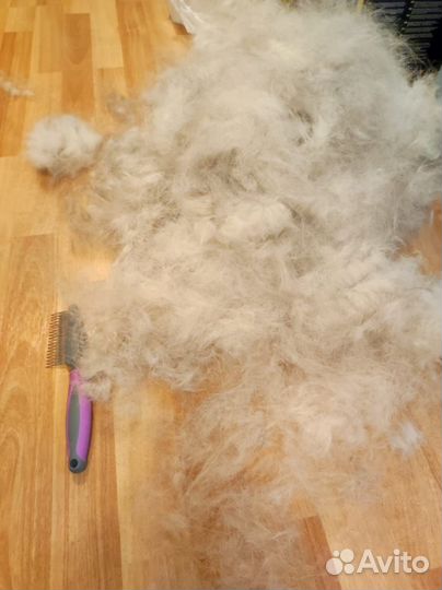 Собачья шерсть продажа