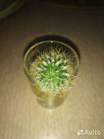 Кактусы и суккуленты