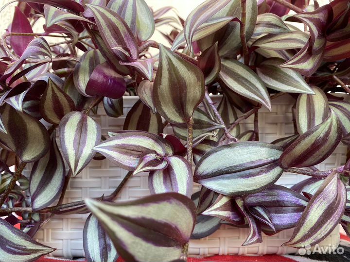 Традесканция