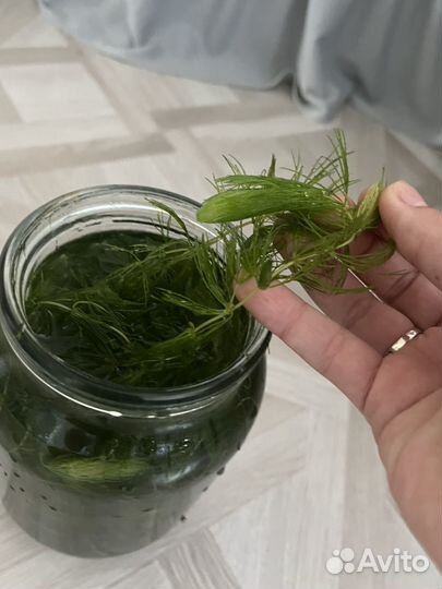 Роголистник в аквариум