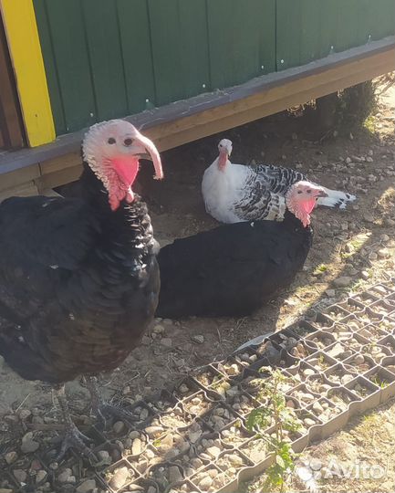 Индюки, индюшки