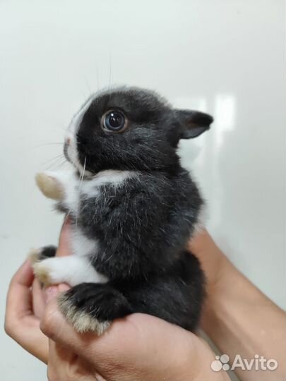 Карликовые декоративные кролики