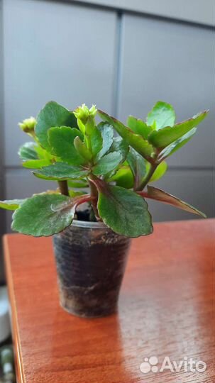 Коланхоэ (коланхое)