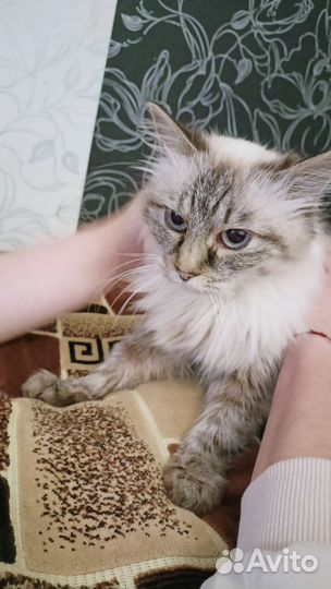 Кошка Невская маскарадная