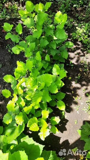 Саженцы боярышника