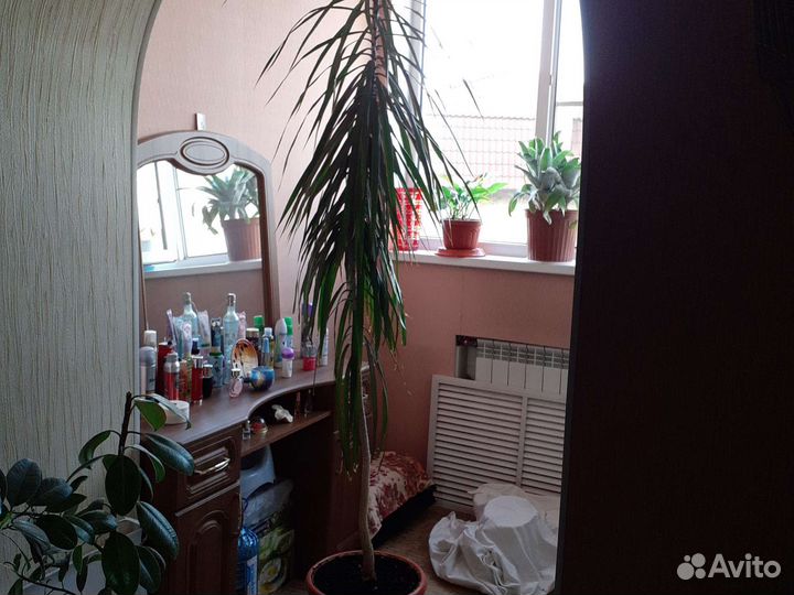 Пальма драцена