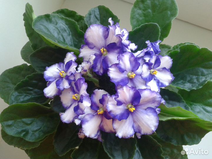 Продам фиалки