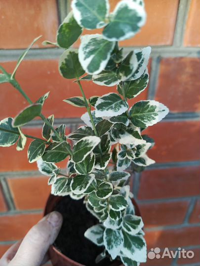 Многолетник для сада Бересклет