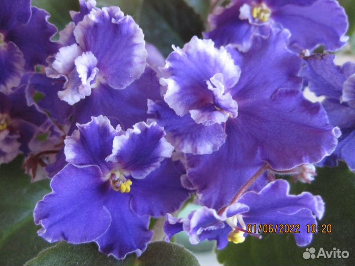 Фиалки-стандарты:черенки с детками,детки,стартеры