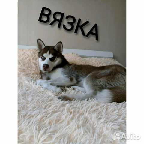 Мещерский национальный парк животные. Животные гурьевск. Минизоопарк кузьминки. Животные гурьевск. Животные гурьевск.