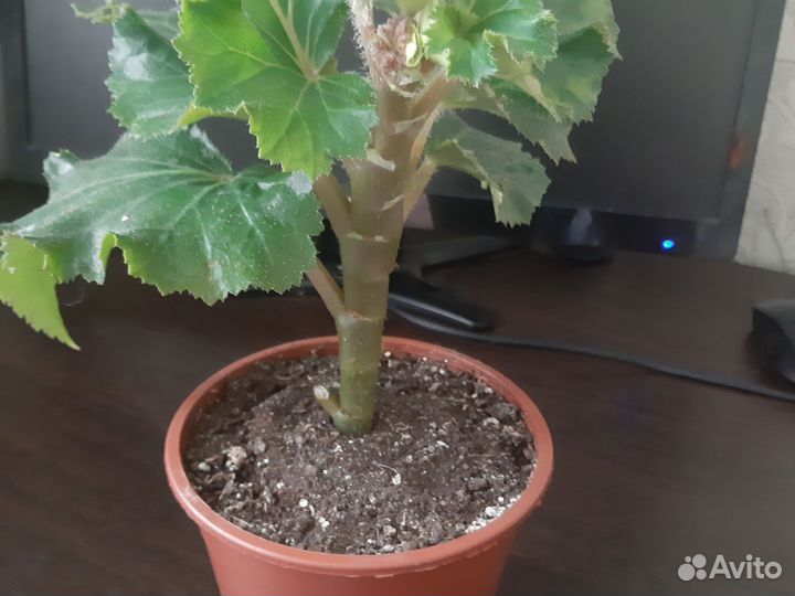 Бегония Шанель