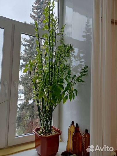 Педилантус