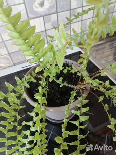 Папоротник