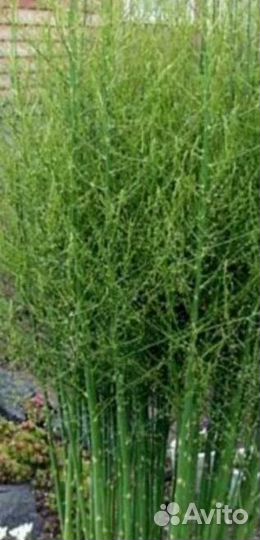 Саженцы ёлочки -спаржи