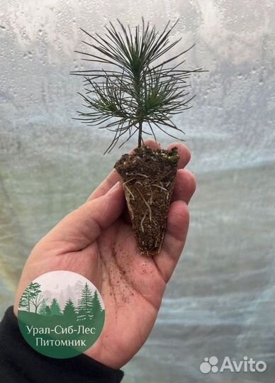 Зкс Сосна сеянцы Ели Лиственницы окс Голуб Горная
