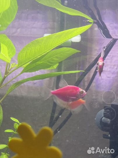 Тернеции карамельки