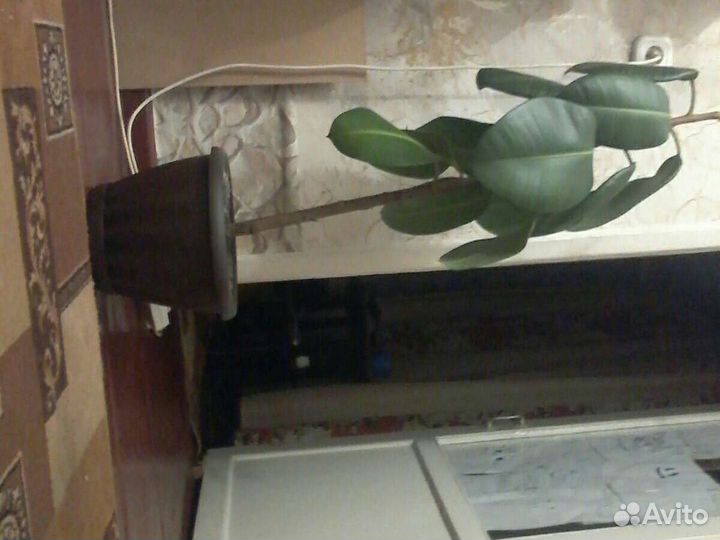 Комнатные цветы