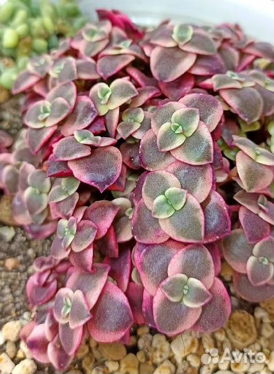 Толстянки (Крассула) редкие 25 сортов