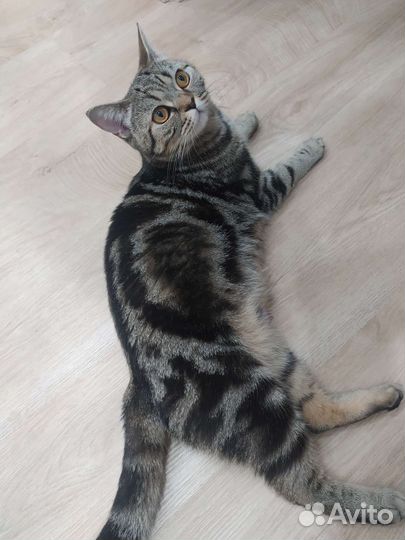 Шотландские вислоухие котята