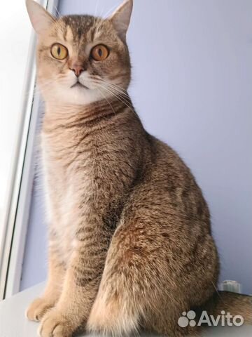 Британская кошка