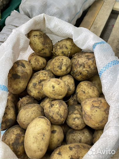 Картошка доставка бесплатно