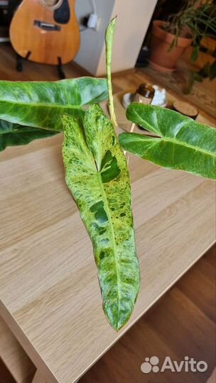 Филодендрон Параисо Верде (Биллитае Мраморный)