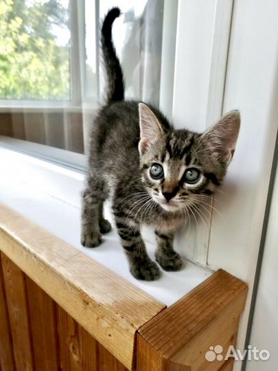 Крошка Мартин