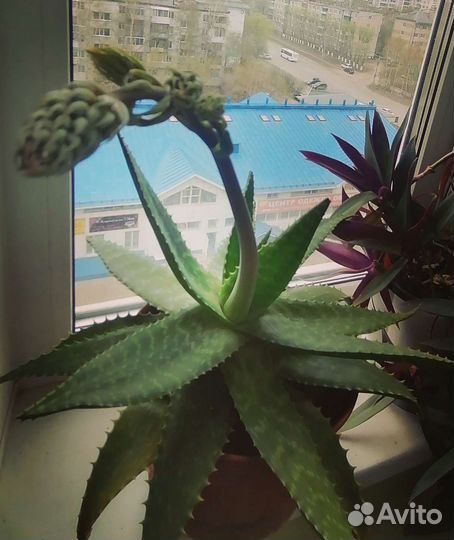 Алоэ вера / столетник