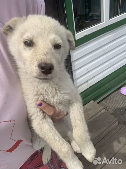 Отдам в добрые щенков