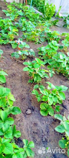 Саженцы виктории