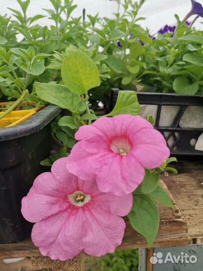 Рассада петуньи ампельной, махровой, каскадной